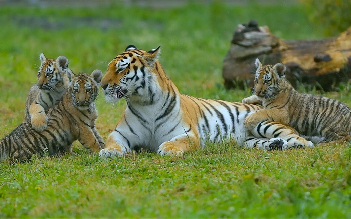 호랑이 가족, 잔디, 큰 고양이 배경 화면 그림