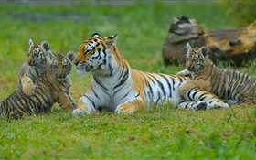 호랑이 가족, 잔디, 큰 고양이 HD 배경 화면