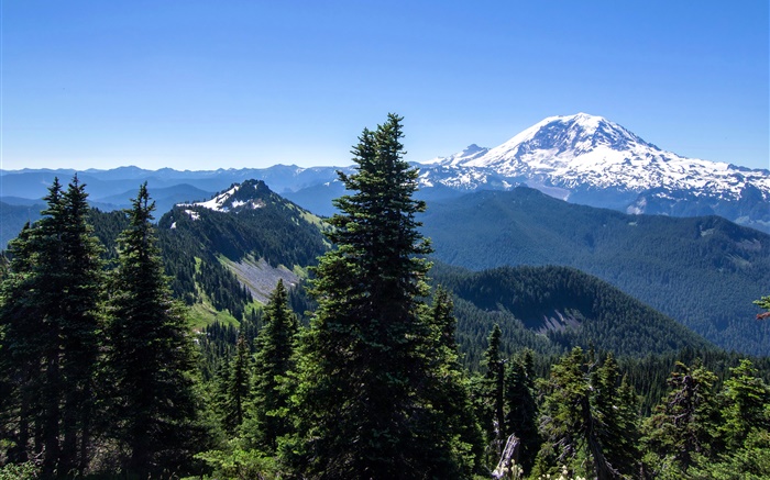 미국, 알래스카, 숲, 산, 푸른 하늘 배경 화면 그림