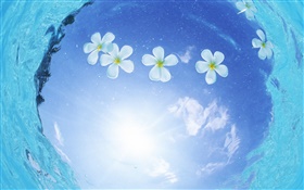 물에 흰 꽃, 푸른 하늘, 태양, 몰디브 HD 배경 화면