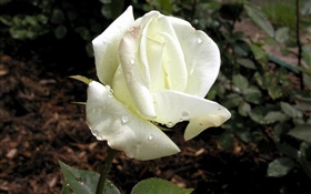 흰색 꽃잎, 이슬 장미