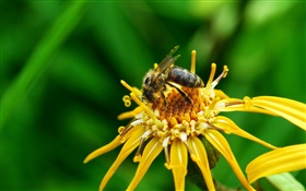 노란색 꽃 꽃잎, 암술, 곤충 꿀벌