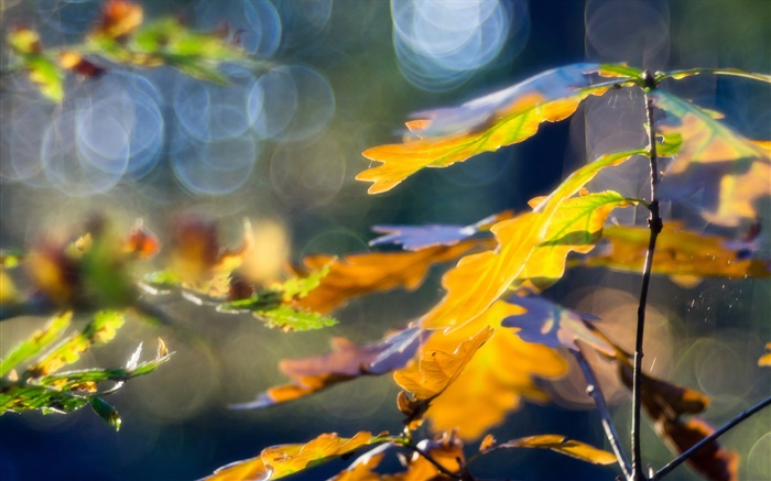 노란 단풍, 가을, 나뭇잎 배경 화면 그림