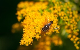 노란색 작은 꽃, 벌, 나뭇잎 HD 배경 화면