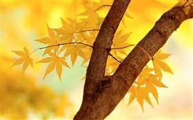 가을, 노란 나뭇잎, 나뭇 가지