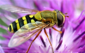 꿀벌 매크로 촬영, 핑크 꽃