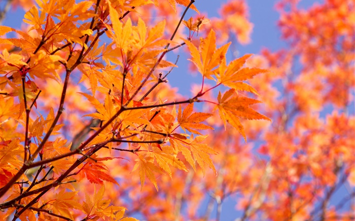 지점, 붉은 단풍, 가을 배경 화면 그림