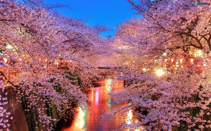 밤, 강, 조명에 체리 꽃 배경 화면 그림