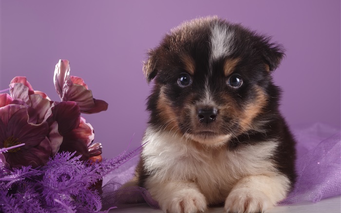 귀여운 강아지와 꽃 배경 화면 그림