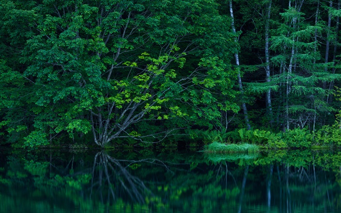 숲, 나무, 덤불, 호수 배경 화면 그림