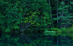 숲, 나무, 덤불, 호수