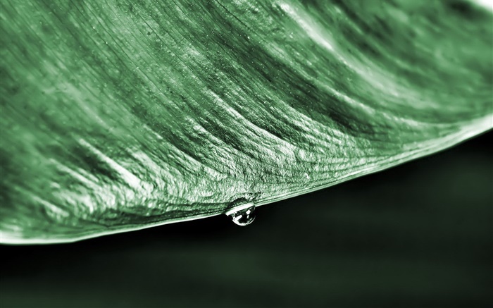 녹색 잎 매크로, 물 방울, 검은 배경 배경 화면 그림
