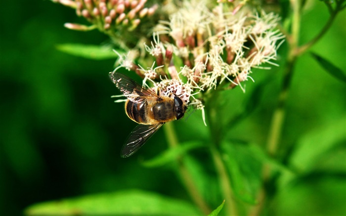 곤충 꿀벌, 녹색 잎 배경 화면 그림
