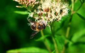 곤충 꿀벌, 녹색 잎 HD 배경 화면