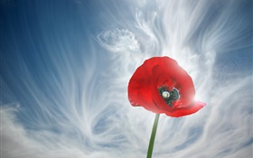 하나의 붉은 양귀비 꽃, 하늘, 구름 HD 배경 화면