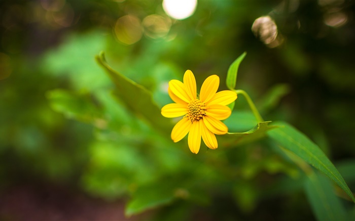 한 노란 꽃 근접, 녹색 나뭇잎 배경 화면 그림