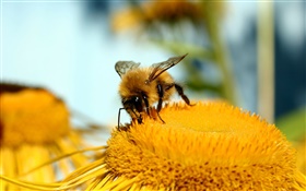 암술, 꽃, 노란색, 꿀벌, 매크로 사진