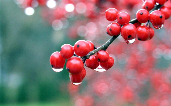 빨간 열매, 나뭇 가지, 이슬 배경 화면 그림
