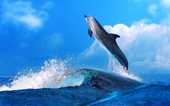 바다 동물, 돌고래, 점프, 바다 배경 화면 그림