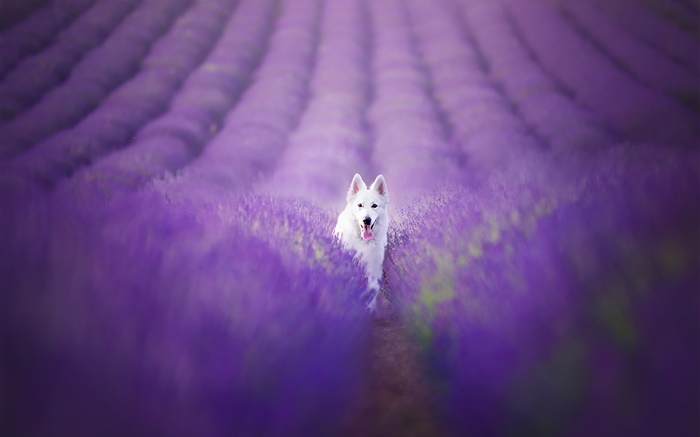 라벤더 필드에 흰색 강아지 배경 화면 그림