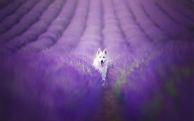 라벤더 필드에 흰색 강아지 HD 배경 화면