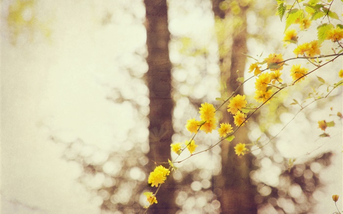 노란색 꽃, 나뭇 가지, 나무, 나뭇잎 배경 화면 그림