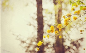 노란색 꽃, 나뭇 가지, 나무, 나뭇잎 HD 배경 화면