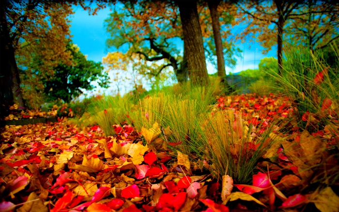 가을, 빨간색, 노란색은 지상에 나뭇잎 배경 화면 그림