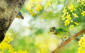 새 캐치 곤충, 꽃, 나무 HD 배경 화면