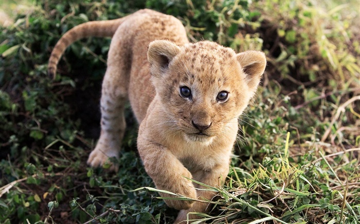 잔디에서 귀여운 작은 사자 배경 화면 그림