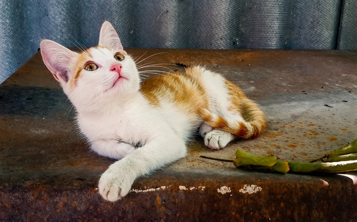 귀여운 애완 동물 고양이 조회 배경 화면 그림