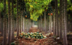 과일 수확, 정원, 나무 HD 배경 화면