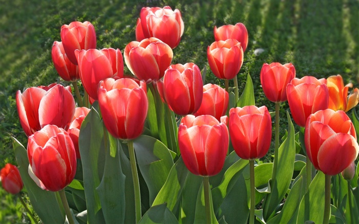 정원의 꽃, 빨간 튤립 배경 화면 그림