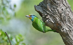 녹색 깃털 새, 나무 HD 배경 화면