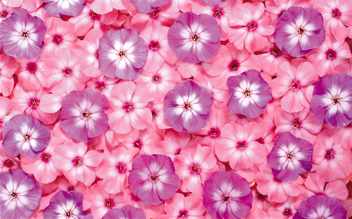많은 핑크 꽃, 꽃잎 배경 화면 그림