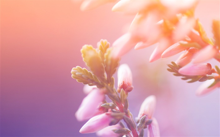 핑크 꽃, 새싹, 나뭇잎 배경 화면 그림