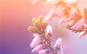 핑크 꽃, 새싹, 나뭇잎 HD 배경 화면