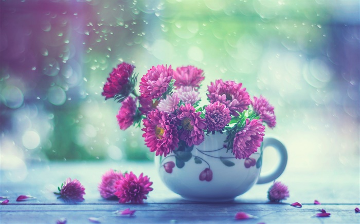 핑크 꽃, 컵, 비 배경 화면 그림