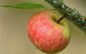 빨간 사과, 분기, 나무 HD 배경 화면