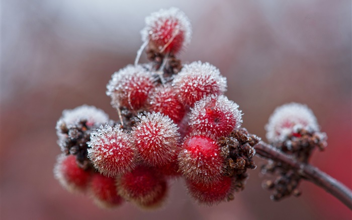빨간 열매, 크리스탈, 얼음, 서리 배경 화면 그림