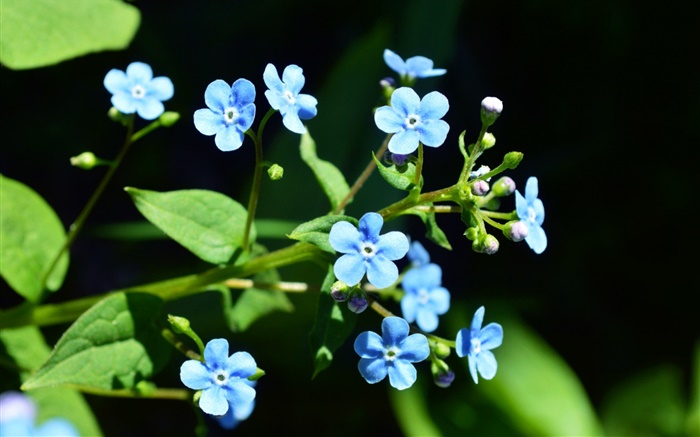 작은 푸른 꽃, 검은 배경 배경 화면 그림