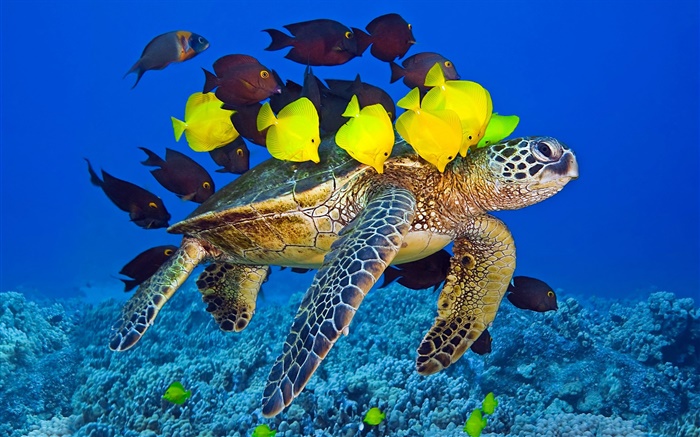 거북이 수중, 바다, 열대 물고기 배경 화면 그림
