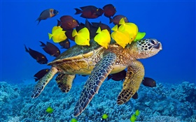 거북이 수중, 바다, 열대 물고기