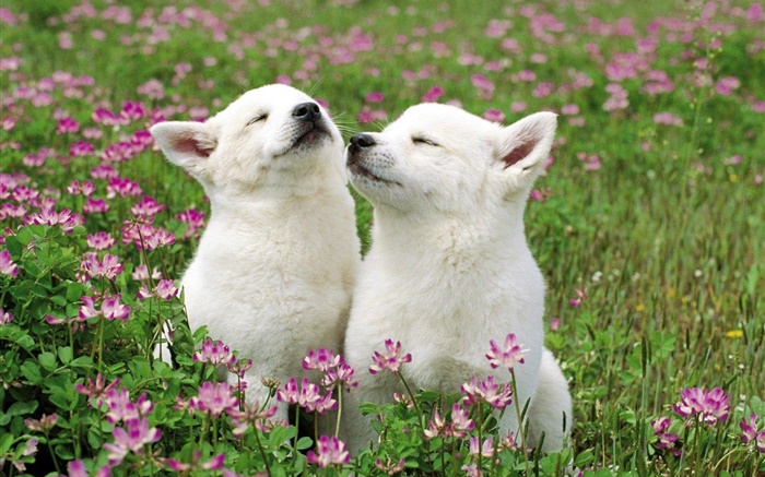 두 개의 흰색 강아지, 꽃, 잔디 배경 화면 그림