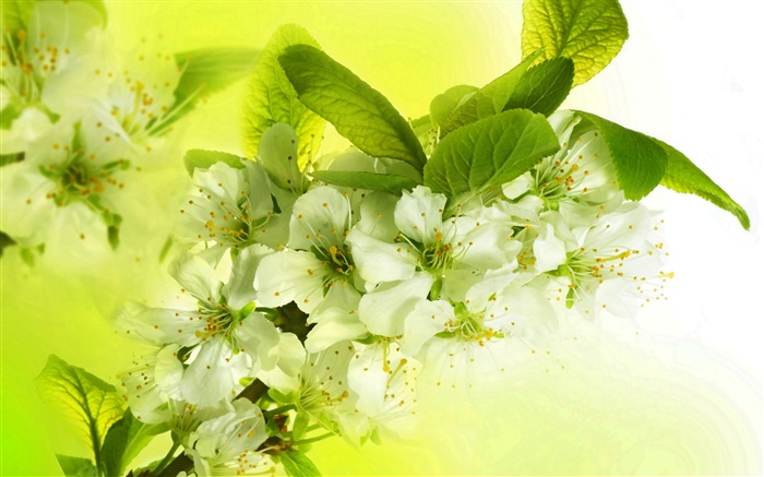 하얀 사과 꽃, 꽃, 나뭇 가지, 봄 배경 화면 그림
