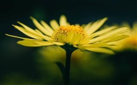 노란색 꽃과 꽃잎 HD 배경 화면
