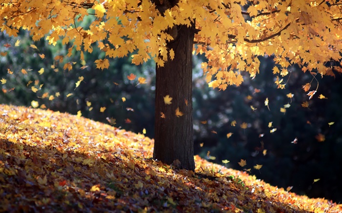 가을, 단일 트리, 노란색 단풍 배경 화면 그림