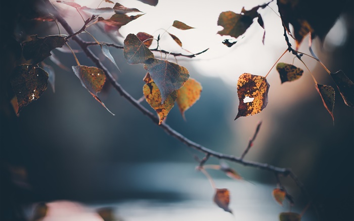 가을, 나뭇 가지, 노란 잎, 흐린 배경 배경 화면 그림