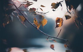 가을, 나뭇 가지, 노란 잎, 흐린 배경