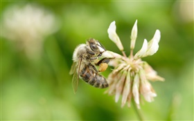 꿀벌, 꽃, 나뭇잎 HD 배경 화면